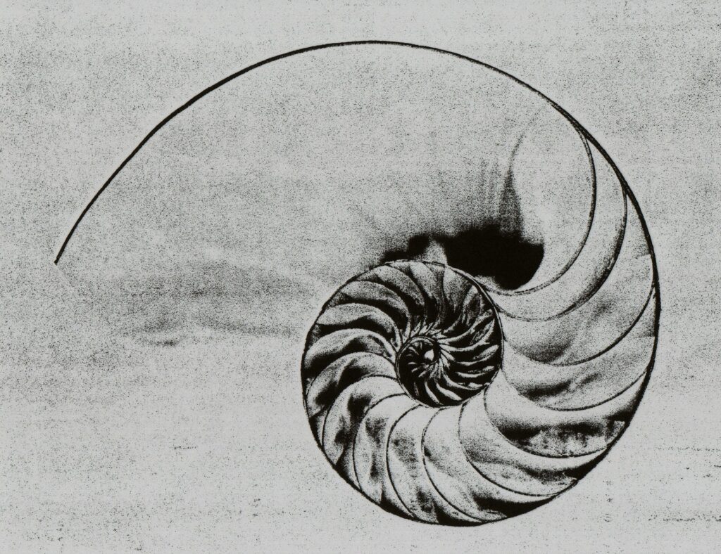 A nautilus shell spiral, symbolising hidden order and coherence — the implicate order in Ad Unum Energy Healing