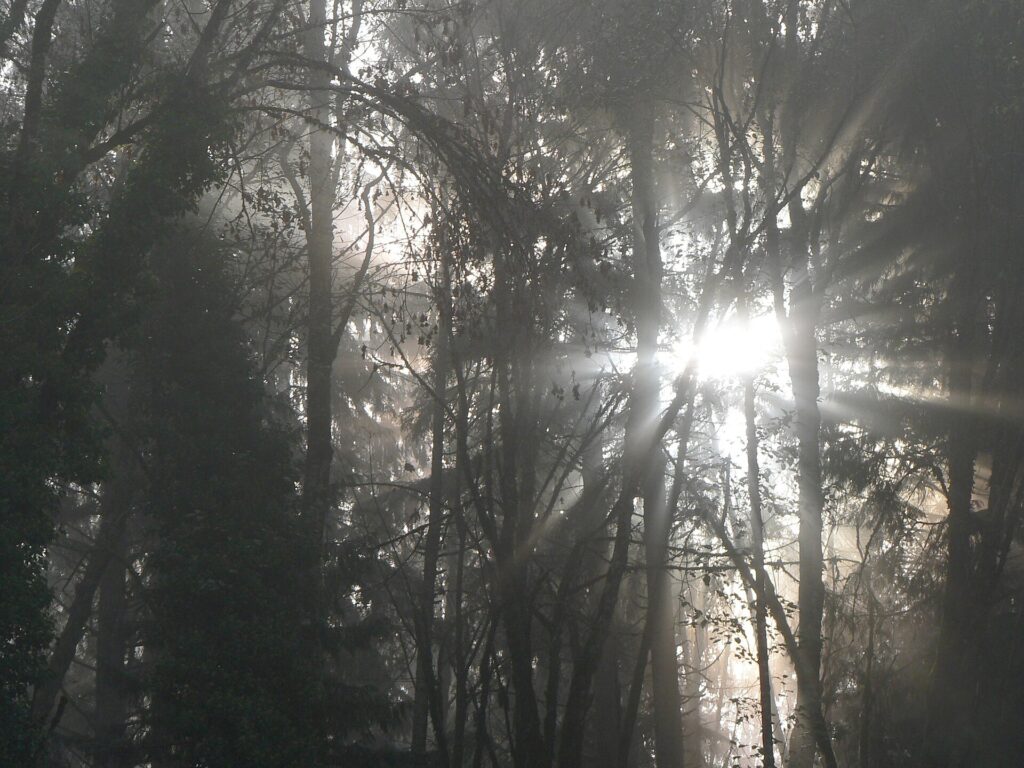 Sunbeams through a misty forest, evoking clarity and unity in Ad Unum Energy Healing compared with Theta Healing