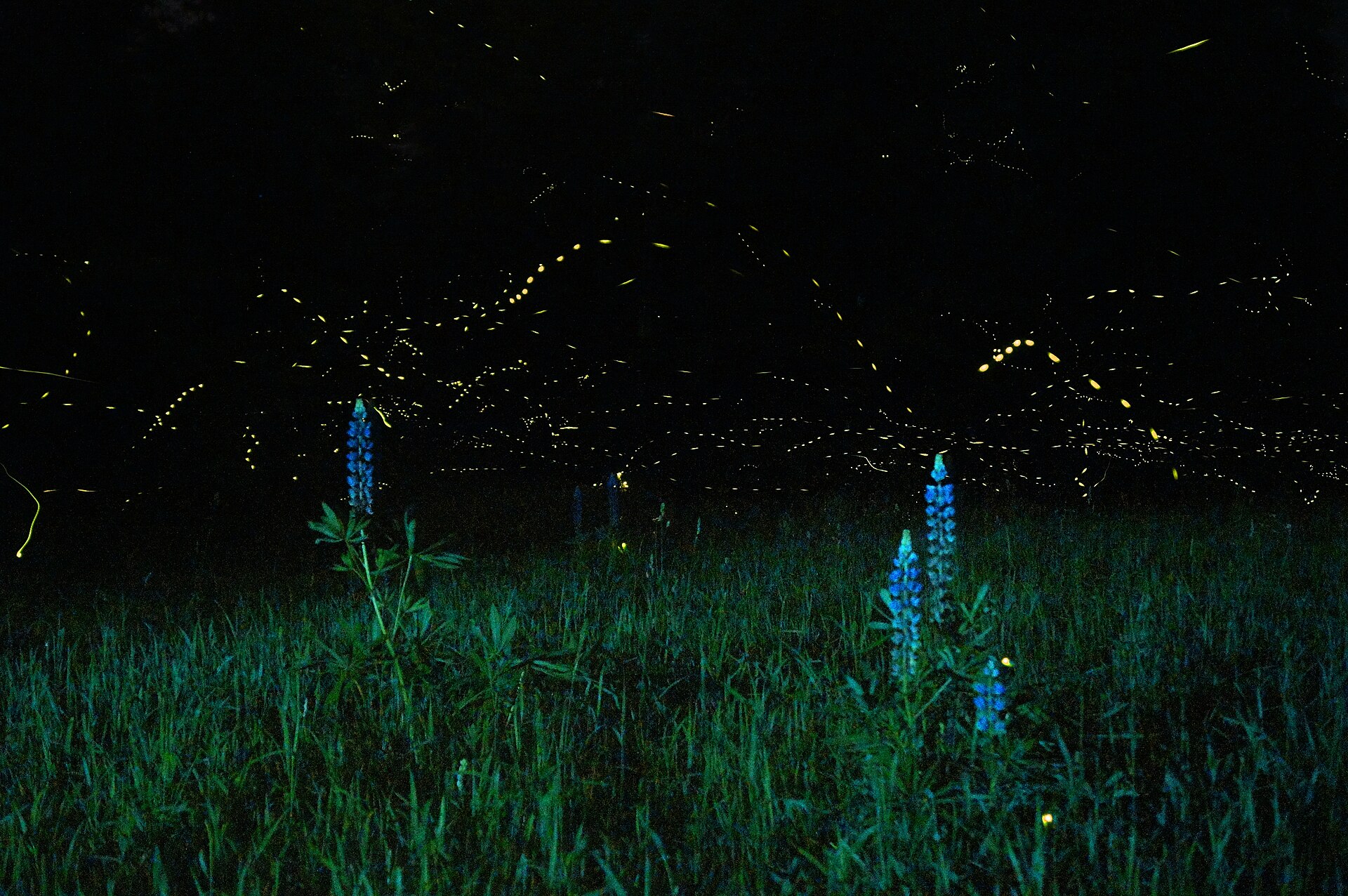 Can Light Heal? Biophotons, Coherence, and Ad Unum Energy Healing