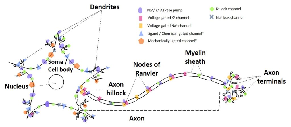 A neuron, exploring brain, light and consciousness in Ad Unum Energy Healing