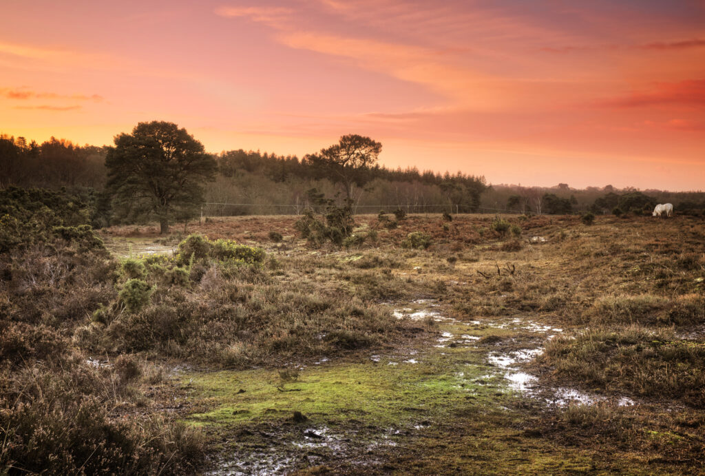 A solitary horse beneath a wide salmon-coloured sky at dusk, evoking a self-directed inner journey