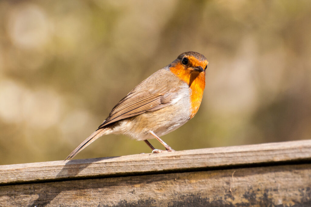 European robin (Erithacus rubecula), a migratory songbird whose quantum compass features in quantum biology research on avian magnetoreception