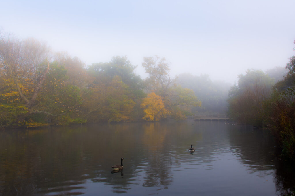 Mist rising from a still lake at dawn, evoking interoception and intuition — the body registering a signal before the mind names it
