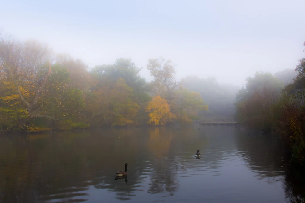 Mist rising from a still lake at dawn, evoking interoception and intuition — the body registering a signal before the mind names it