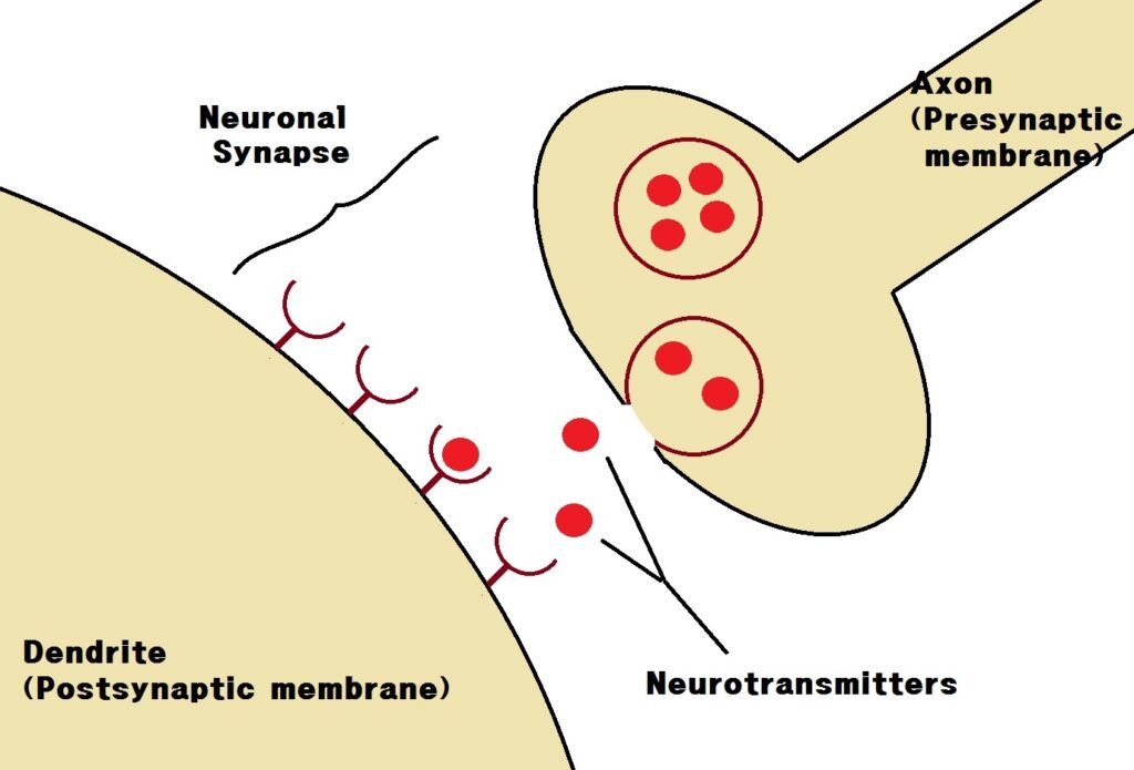 Fluorescence microscopy image of a neuronal synapse, illustrating mind-body communication studied in the placebo effect