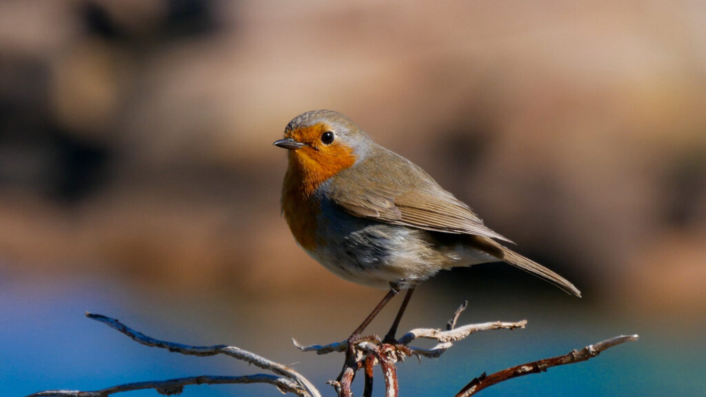 A European robin perched on a branch, illustrating avian magnetoreception studied in quantum biology