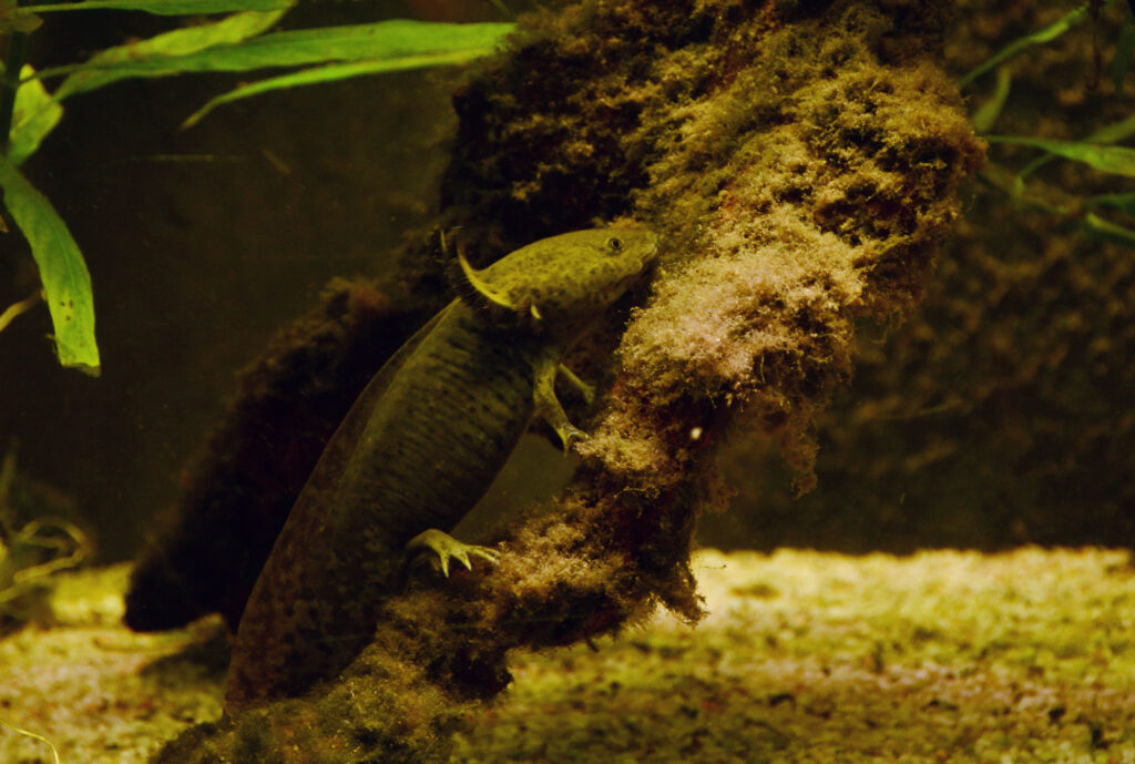 Axolotl, a salamander famous for regenerating limbs and organs, illustrating bioelectricity and morphogenetic fields