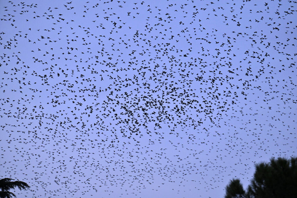 A starling murmuration forming a single shifting shape in the sky, an emblem of emergence in complex systems