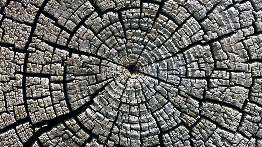 Weathered growth rings of an old tree trunk, a visual image of slow time and gradual transformation