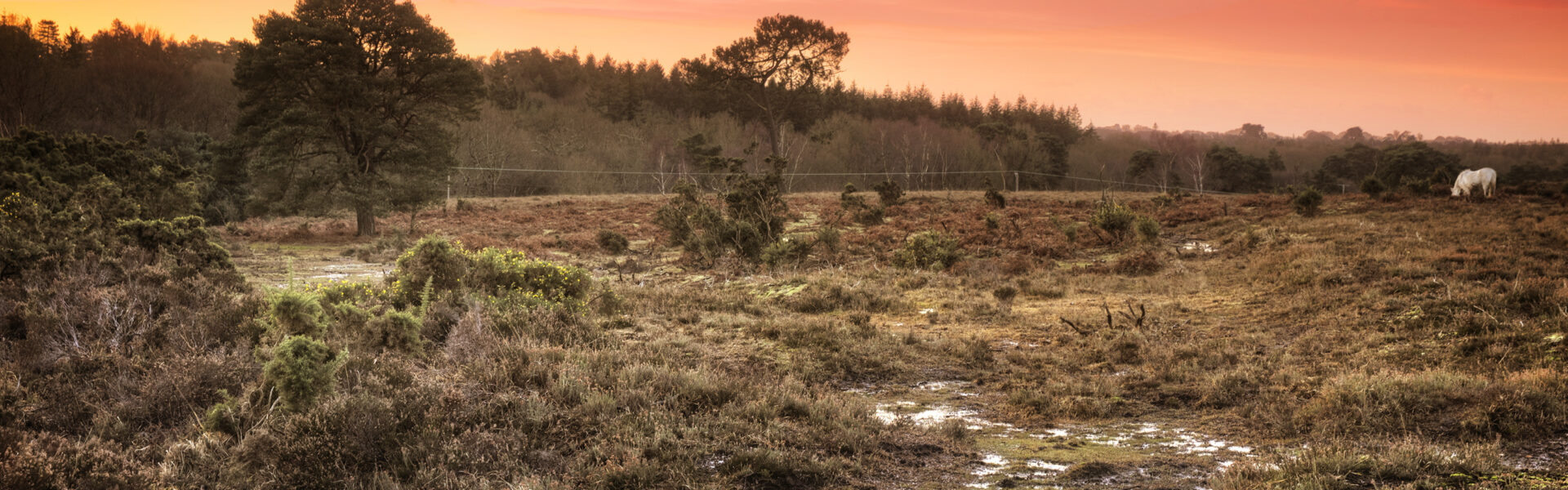 A solitary horse beneath a wide salmon-coloured sky at dusk, evoking a self-directed inner journey