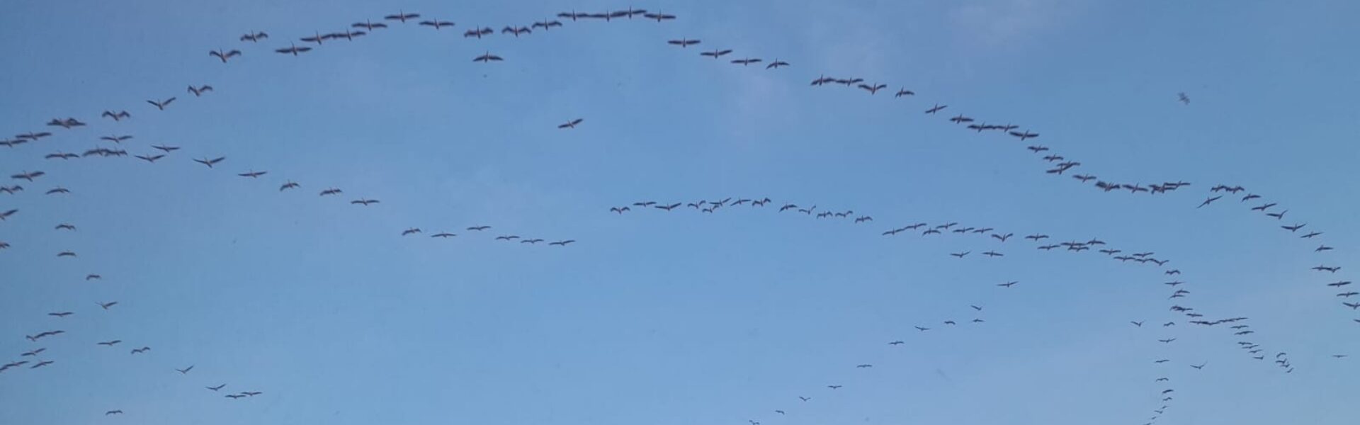 Birds flying free in an open sky, symbolising the gentle release of attachment in Ad Unum Energy Healing