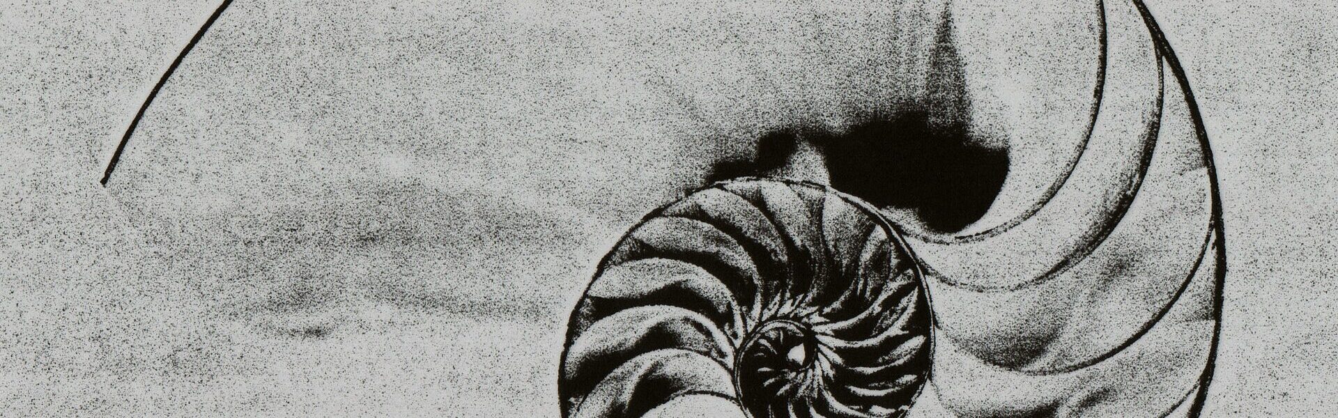 A nautilus shell spiral, symbolising hidden order and coherence — the implicate order in Ad Unum Energy Healing