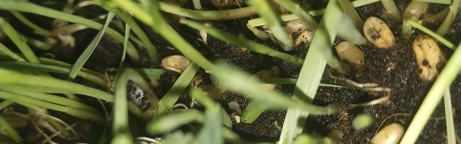 A young seedling in sunlight, symbolising growth through the Ad Unum Energy Healing training and certification