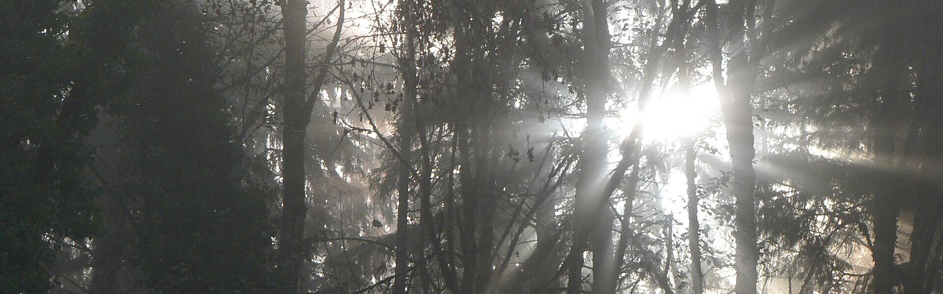 Sunbeams through a misty forest, evoking clarity and unity in Ad Unum Energy Healing compared with Theta Healing