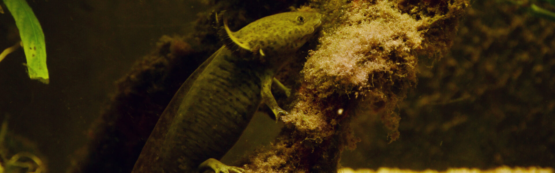 Axolotl, a salamander famous for regenerating limbs and organs, illustrating bioelectricity and morphogenetic fields