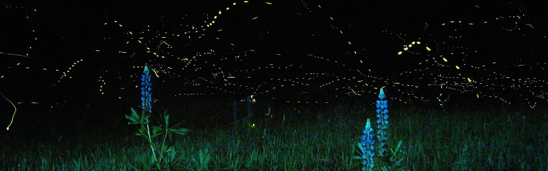 Fireflies glowing at night, living light as a model for coherence and biophotons in Ad Unum Energy Healing