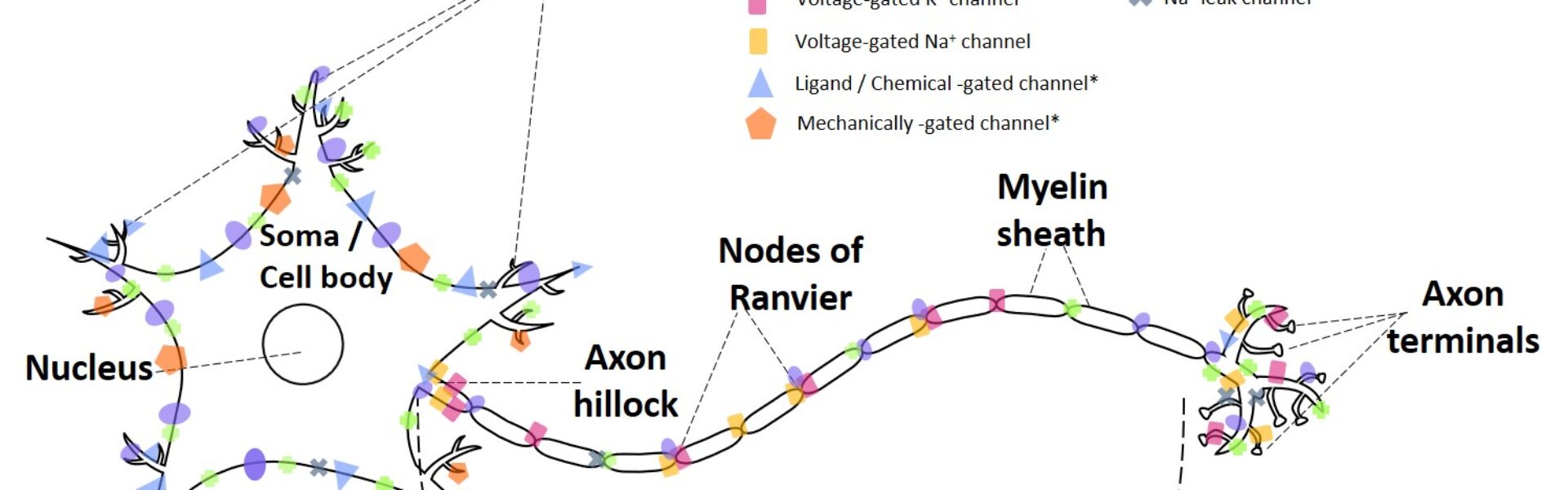 A neuron, exploring brain, light and consciousness in Ad Unum Energy Healing