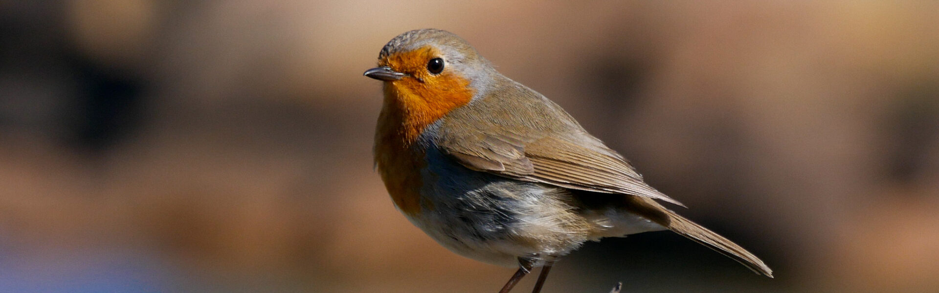 A European robin perched on a branch, illustrating avian magnetoreception studied in quantum biology