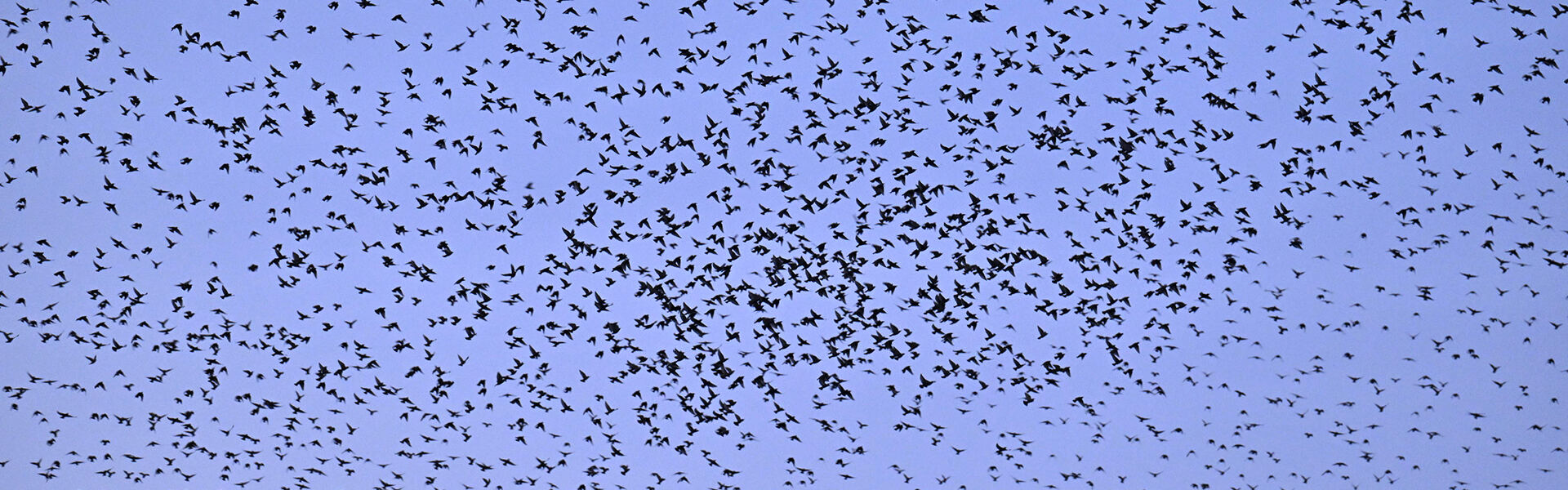 A starling murmuration forming a single shifting shape in the sky, an emblem of emergence in complex systems