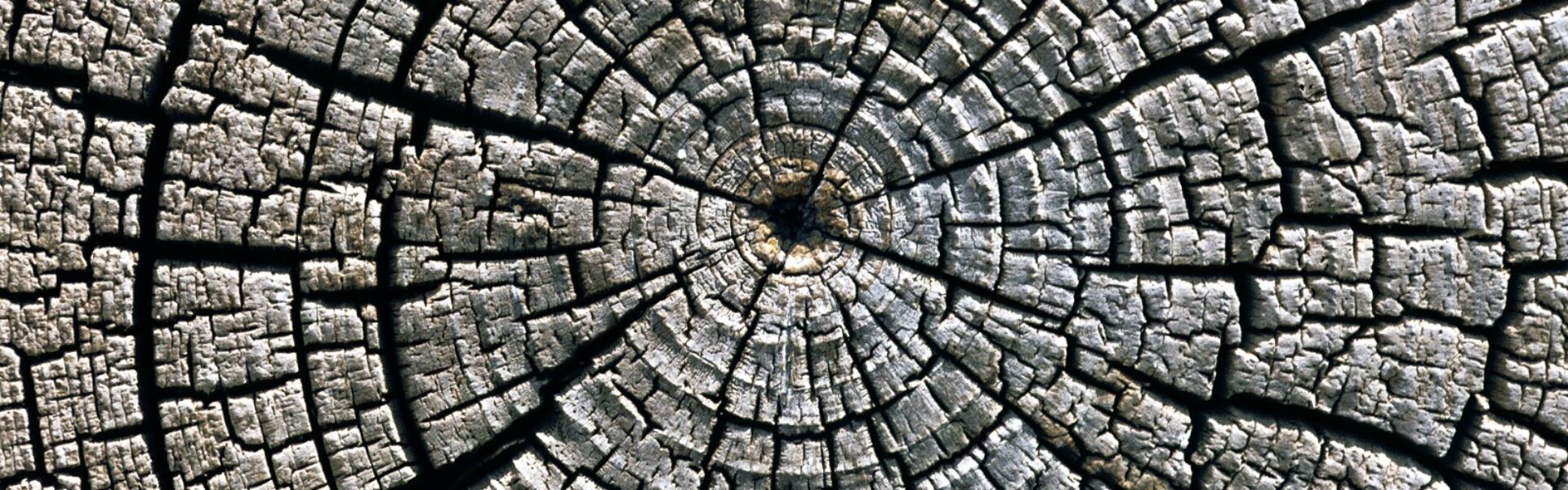 Weathered growth rings of an old tree trunk, a visual image of slow time and gradual transformation